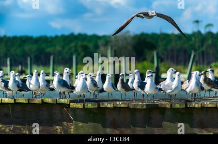 Ridere i gabbiani (Leucophaeus atricilla) Pesce persico su un molo a Bayou La Batre State Docks nel Bayou La Batre, Alabama, il 5 ottobre 2013. Foto Stock