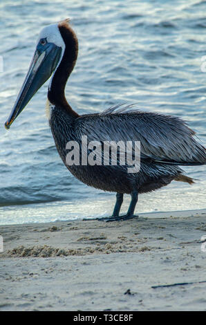 Un adulto brown pelican in non-allevamento del piumaggio la caccia di pesce a Bayou La Batre State Docks, 17 giugno 2013, il Bayou La Batre, Alabama. Foto Stock