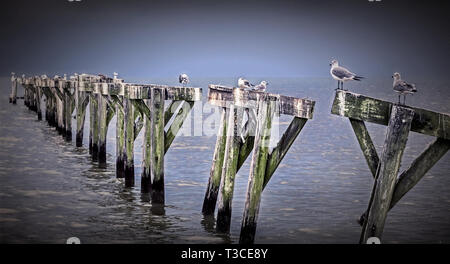 Ridere i gabbiani raccogliere lungo una tempesta-danneggiato molo sulla spiaggia Coden, il 29 agosto 2014, in Coden, Alabama. Foto Stock