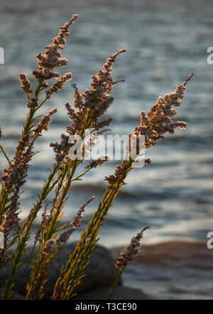 Gli avena di mare (Uniola paniculata) crescono nelle vecchie banchine di stato di Bayou la Batre, Alan. 4 dicembre 2010. Foto Stock