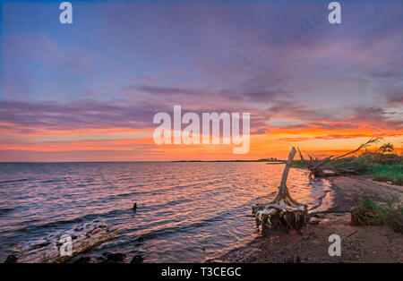 Il sole tramonta sul eroso gli alberi su Bayou La spiaggia di Bayou La Batre, Alabama, 9 maggio 2015. Foto Stock