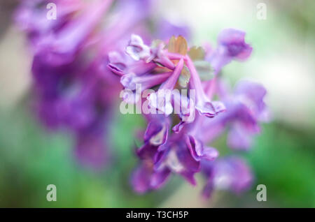 Corydalis solida-i primi fiori di primavera della famiglia di Lucerna.fiori viola sulla molla macrophoto. Foto Stock