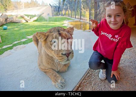 Ragazza giovane e la leonessa a Lubiana Zoo Foto Stock