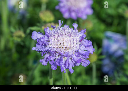 Unico fiore blu da un Scabious 'Butterfly Blue' (Walberton la varietà), Aka Scabiosa 'Butterfly Blue' pianta perenne in primavera nel West Sussex, Regno Unito. Foto Stock