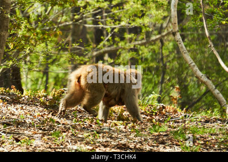 Madre Macaque giapponese (neve scimmia, Macaca fuscata) in esecuzione in una foresta con un neonato che stringe la torace su una giornata di primavera in Yuzawa rurale, Giappone. Foto Stock