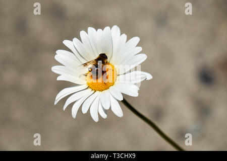 Un'ape imitare (hoverfly, fiore fly, syrphid fly, drone fly, dronefly, syrphidae Eristalis tenax) poggia sul giallo disco floreali di Daisy bianca. Foto Stock