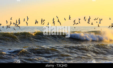 Gabbiani a Whiterock Beach, Killiney Bay, County Dublin Foto Stock