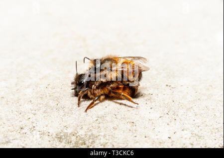 Humlebier coniugata su una roccia Foto Stock