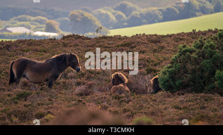 Wild Exmoor pony, visto sulla collina Porlock nel Somerset, Inghilterra, Regno Unito Foto Stock