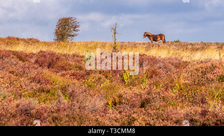 Un Exmoor Pony, visto sulla collina Porlock nel Somerset, Inghilterra, Regno Unito Foto Stock