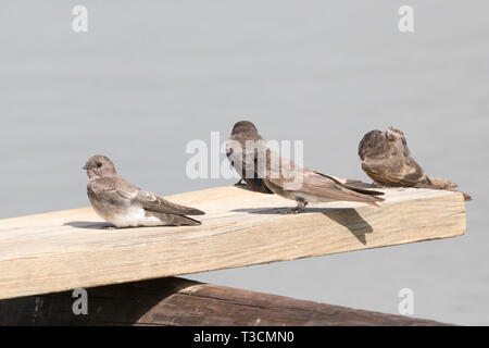 Marrone-throated Martin (Riparia paludicola) gruppo arroccato su un pontile in legno ad una diga rual in terreni agricoli, Western Cape, Sud Africa Foto Stock