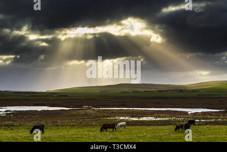 Il pascolo di bestiame su terreni agricoli vicino a Twatt, Continentale, Orkney Islands. Foto Stock