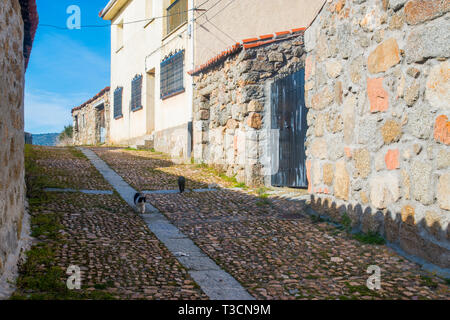 Street e gatti. Bonilla de la Sierra, provincia di Avila, Castilla Leon, Spagna. Foto Stock