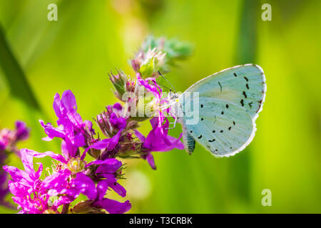 Un holly blue butterfly Celastrina argiolus alimentare sui fiori viola. L'agrifoglio è di colore blu pallido argento-blu ali macchiato con avorio pallido punti. Foto Stock