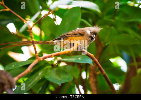 Primo piano di una screziato mousebird Colius striatus appollaiato in una foresta tropicale Foto Stock