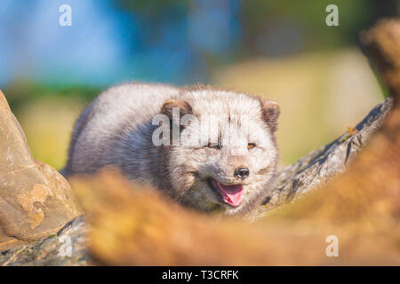 Arctic Fox Vulpes vulpes lagopus, passeggiate vista frontale di fronte alla fotocamera Foto Stock