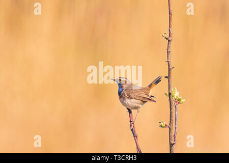 Un blu-gola bird Luscinia svecica cyanecula cantando per attirare una femmina durante la stagione riproduttiva in primavera Foto Stock