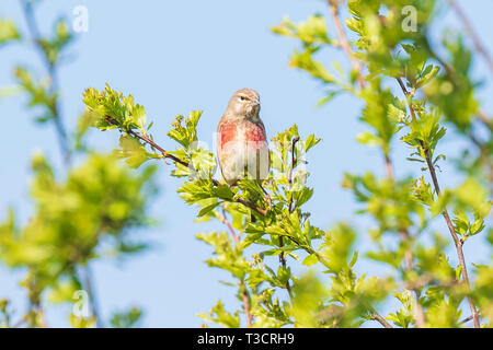 Linnet uccello maschio, Carduelis cannabina cantando in primavera Foto Stock