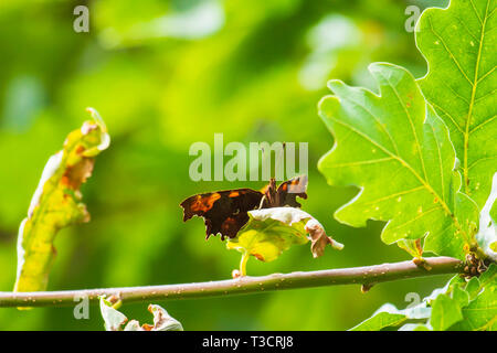 Virgola butterfly Polygonia c-album in appoggio sulla vegetazione in una foresta in vista laterale Foto Stock