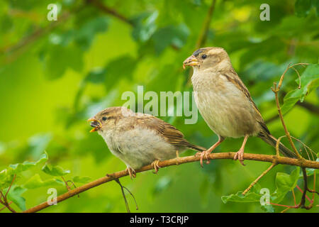 Un bambino casa passero bird passer domesticus essendo alimentato da madre Foto Stock