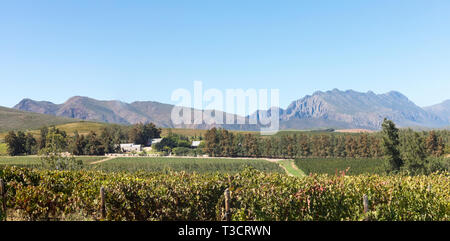 Panorama di vigneti su Kranskop Wine Estate guardando al Langeberg Mountains, Klaasvoogds, Route 62, Western Cape Winelands, Sud Africa, Foto Stock