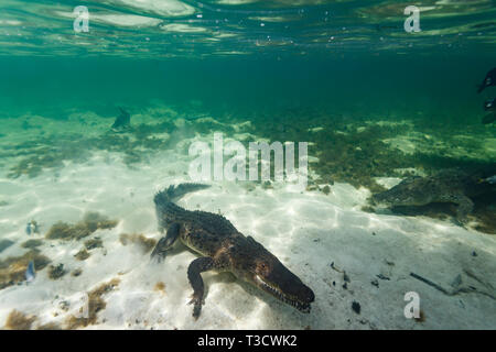 Parte superiore verso il basso ingrandimento di un coccodrillo americano, Crocodylus acutus, la ganascia aperta, subacquea, coda swishing, nuoto sul fondo dell'oceano Foto Stock