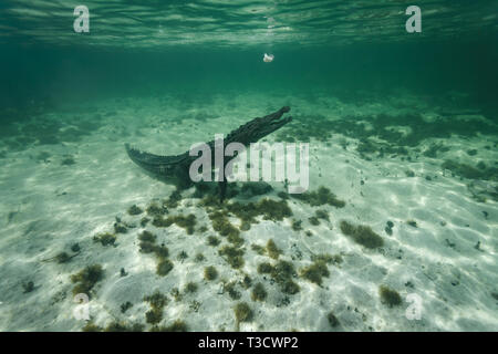 Primo piano del lato di un coccodrillo americano, Crocodylus acutus, lanciando fuori l'oceano il fondo con un pesce bianco Foto Stock