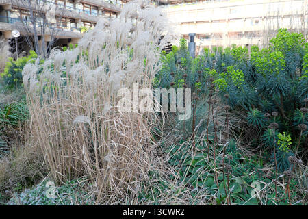 Graminacee ornamentali & L E EUFORBIE in fiore in caldo inverno in giardini di Faggio Barbican Estate appartamenti City of London REGNO UNITO Febbraio 2019 KATHY DEWITT Foto Stock