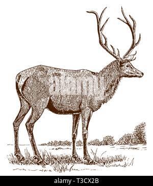 Maschio o elk wapiti (cervus canadensis) in vista laterale e in piedi in un paesaggio. Illustrazione dopo una incisione storica del XIX secolo Illustrazione Vettoriale