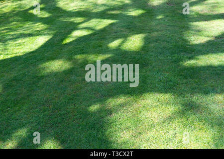 Ombre astratte dagli alberi su un prato erboso nel Regno Unito. Concetto: Ora legale, giorni lunghi Foto Stock