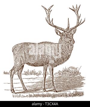 Maschio rosso cervo (Cervus elaphus) feste di addio al celibato in vista laterale e in piedi in un paesaggio. Illustrazione dopo una incisione storica del XIX secolo Illustrazione Vettoriale