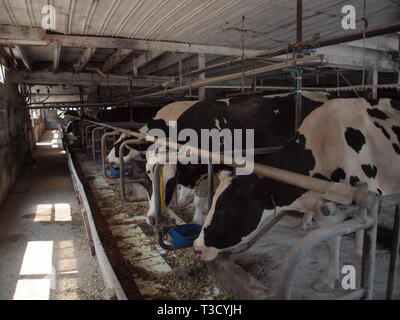 Le mucche di alimentazione su un locale in Pennsylvania fattoria Amish in Lancaster County. Foto Stock