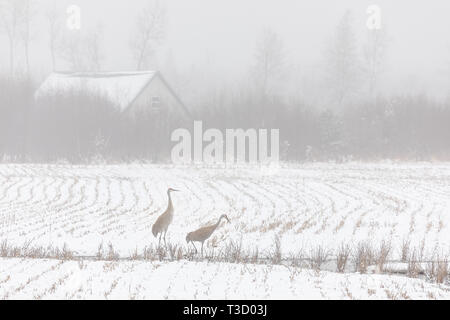 Coppia di gru sandhill alimentando in una nebbiosa coperte di neve dell'agricoltore campo. Foto Stock