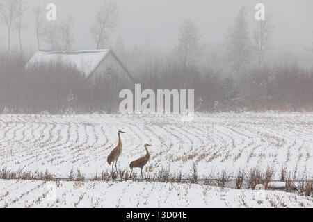 Coppia di gru sandhill alimentando in una nebbiosa coperte di neve dell'agricoltore campo. Foto Stock