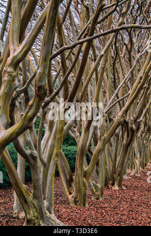 Fila di crapa Myrtle Winter Tree Trunks, Dallas, Texas, USA, giardino botanico formale inverno alberi giardini Foto Stock