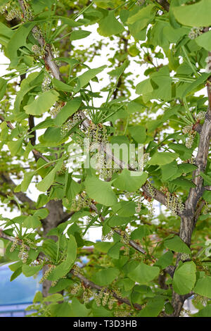 Ginkgo biloba in fiore Foto Stock