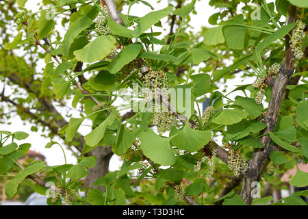 Ginkgo biloba in fiore Foto Stock