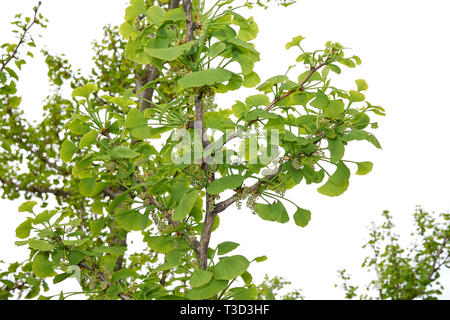 Ginkgo biloba in fiore Foto Stock