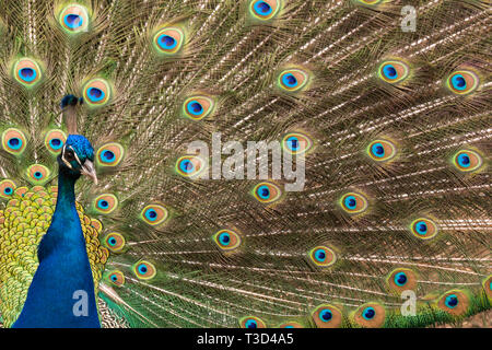 Peacock rendendo la ruota nella stagione degli amori Foto Stock