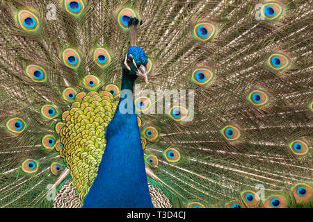 Peacock rendendo la ruota nella stagione degli amori Foto Stock