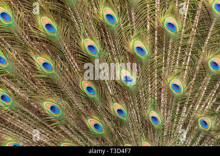 Peacock rendendo la ruota nella stagione degli amori Foto Stock