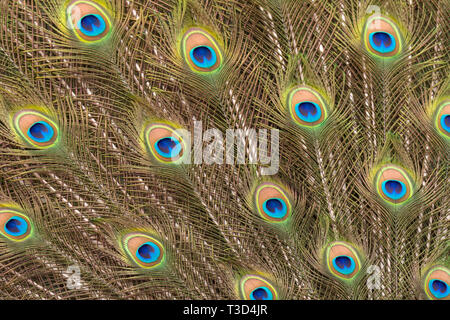 Peacock rendendo la ruota nella stagione degli amori Foto Stock