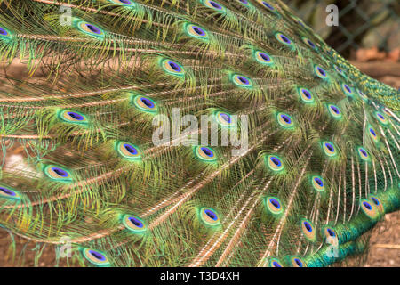 Peacock rendendo la ruota nella stagione degli amori Foto Stock