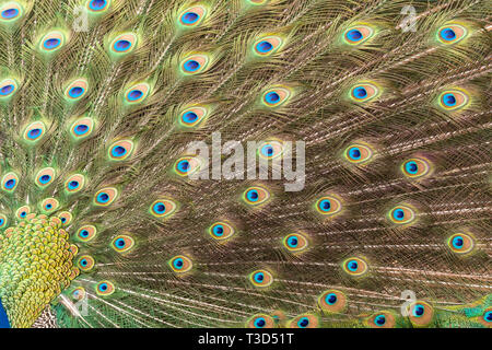 Peacock rendendo la ruota nella stagione degli amori Foto Stock