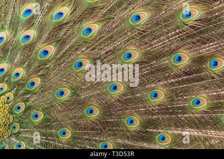 Peacock rendendo la ruota nella stagione degli amori Foto Stock