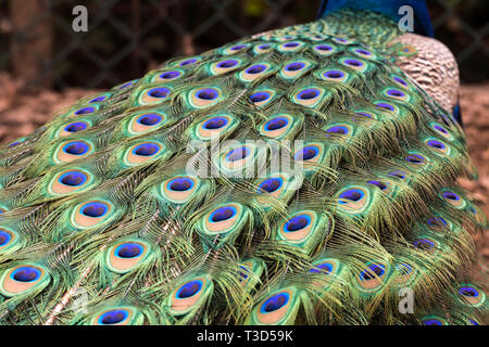 Peacock rendendo la ruota nella stagione degli amori Foto Stock