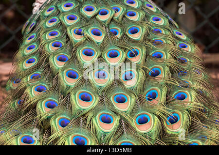 Peacock rendendo la ruota nella stagione degli amori Foto Stock