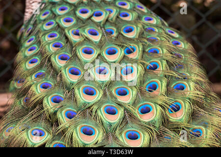 Peacock rendendo la ruota nella stagione degli amori Foto Stock