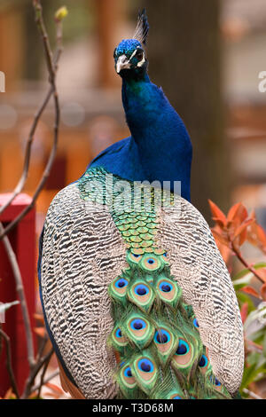 Peacock rendendo la ruota nella stagione degli amori Foto Stock