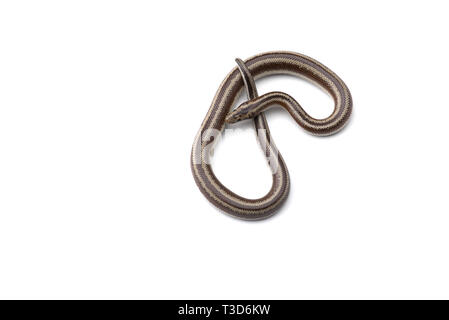 Rosy boa isolati su sfondo bianco Foto Stock